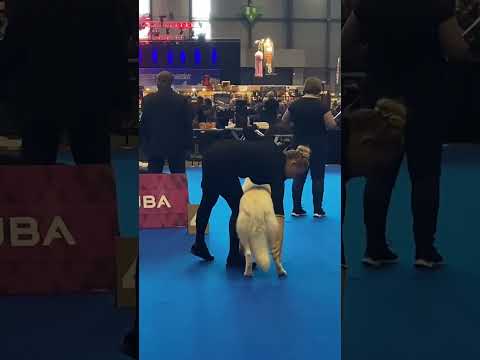 Weisser Schweizer Scheferhund, Berger Blanc Suisse, Adellaida Alpine EDELWEISS, Ausstellung in Genf