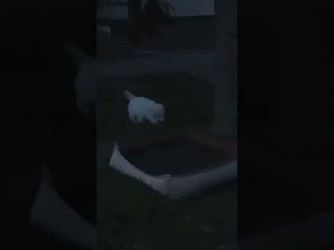 West Highland White Terrier puppy for sale