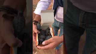 preview picture of video 'Salvataggio tartarughe in Oman insieme'