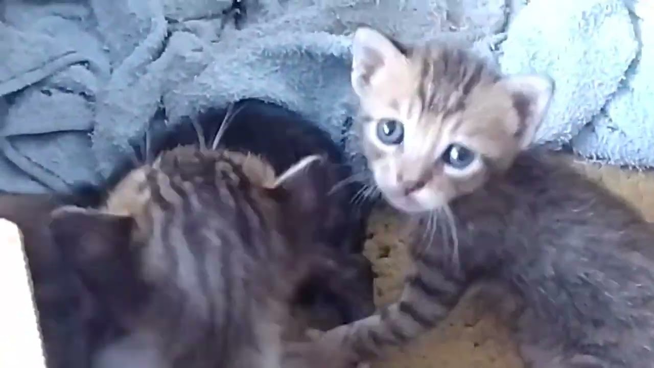 meus gatinhos 🏌🏼‍♀️