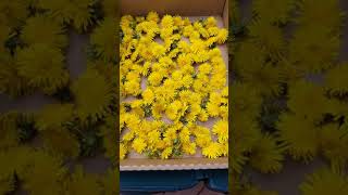 Last dandelion harvest of the season.