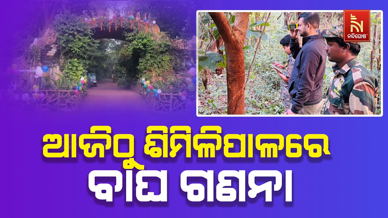 Tiger Census Begins Today in Similipal Sanctuary | Two-Phase Counting Starts | NandighoshaTV