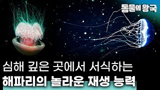 신비로운 생명체, 해파리! 놀라운 재생 능력으로 해양 생태계의 균형에 기여하는 법