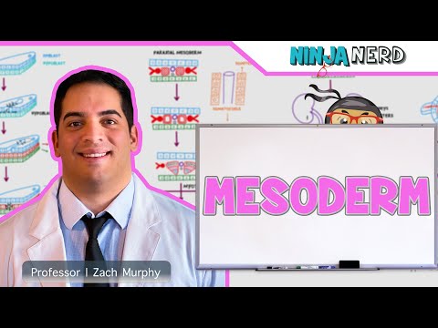 Embryology | Mesoderm