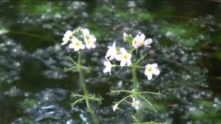 HÍREK A TERMÉSZETBŐL