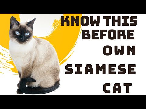 Siamese Cat Breed Portrait - What You NEED to Know Before Owning!!