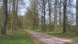 preview picture of video 'crossen in de bossen (buitenrit exloo)'