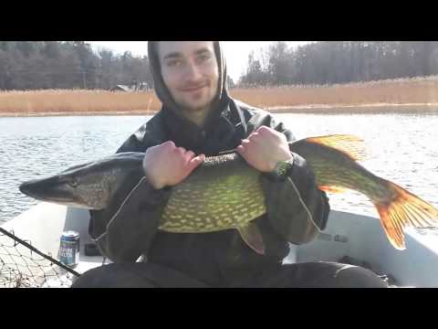 Kevään jättihauki nappasi matalasta - Hauenkalastus - Heittoperho - Spintube - Kalastus