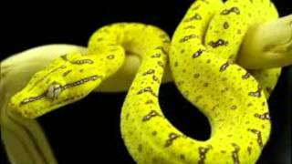 O Irapuru, o canto que encanta - Lenda -