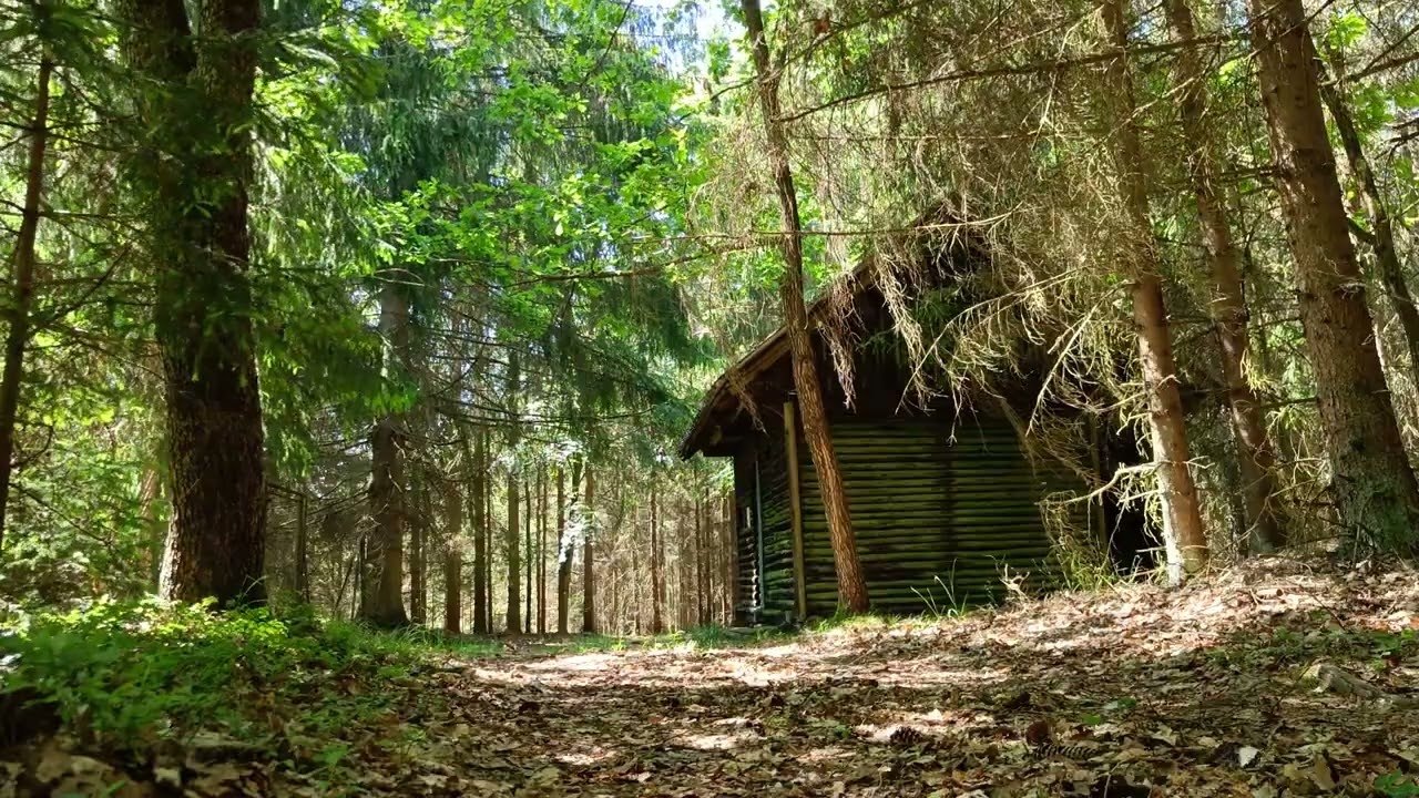 Chilltime View  The Witch's House   Chillout in the Forest   4K Calming Nature Video 720p