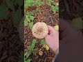 Freckled Dapperling mushroom.
