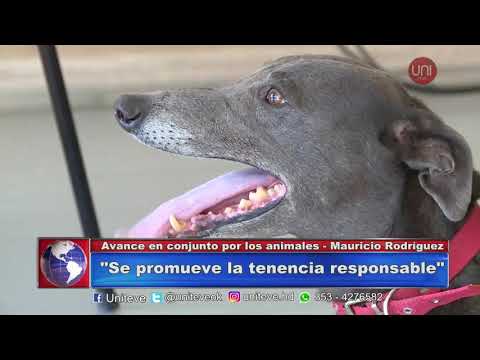 Día del animal: Promueven la tenencia responsable