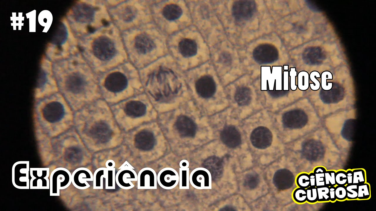 Experimento   Microscopia Mitose