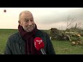 Oudste boom van Lelystad omgevallen