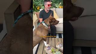 Simon Cowell Takes A Rescue Pittie Around the Set Of America’s Got Talent | The Dodo
