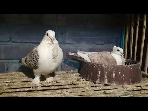 Shartin Pigeons ।। Naim Lofts