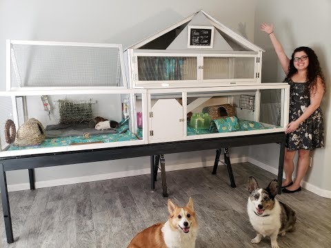 guinea pig cage furniture
