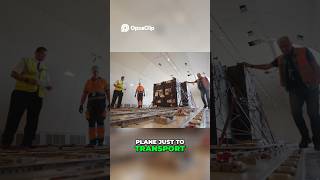 Lions Escape Ukraine War: Epic Rescue Mission #music #newsong #punjabimusic #punjabisong #song