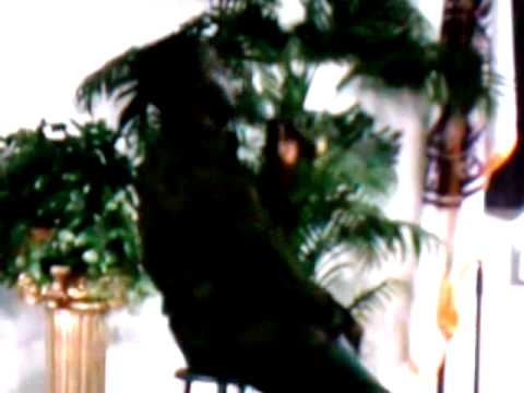 Promotional video thumbnail 4 for Black Prince