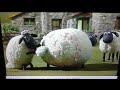 Shaun The Sheep Buzz Off Bees