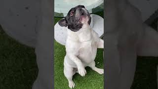 Gos bordant : ingrid