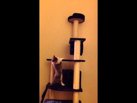 Russian Siberian Kitten vs. Elastic Mouse - Who will win?! ▶0:07