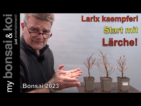 Bonsai 2023-22 - Start mit Lärche - drei Bäumchen, drei Wege - Bonsai für Anfänger!