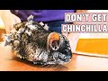 Don't Get Chinchilla Until You Watch This! Reasons Not To Get a Chinchilla