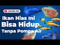 Tanpa Ganti Air Tanpa Pompa Air Ikan Guppy Ini Bisa Hidup Lama