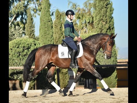 SANSON DE SUSAETA - Top Quality Stallion - two months training - YEGUADA SUSAETA