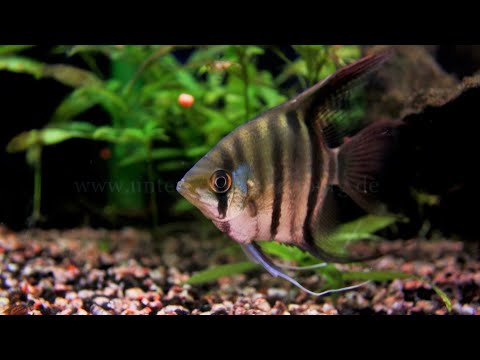 Pterophyllum leopoldi - Leopolds Skalar