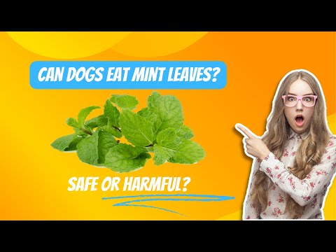 Can Dogs Eat Mint Leaves? Benefits, Risks, and Safety Guide for Pet Owners #mint #houseplants