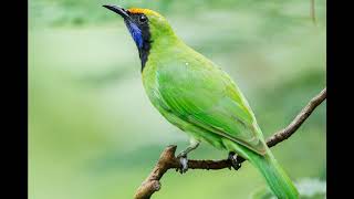 Download lagu Tiếng chim thanh tước hót hay-chuyên kích bổi #kenhchimcanhtonghop mp3