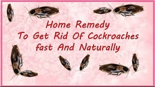 How To Get Rid Of Cockroaches in apartments fast & Naturally