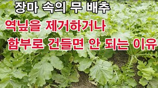 장마 속의 무 배추... 역닢을 제거하거나 함부로 건들면 안 되는 이유 (무 배추에 잘 찾아오는 병, 그 중…