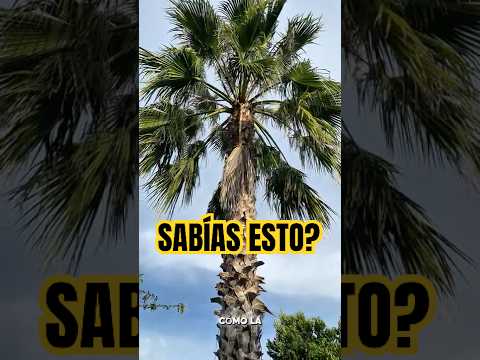Sabal Palmetto: El Árbol Emblema de Florida con Sorprendentes Propiedades Medicinales
