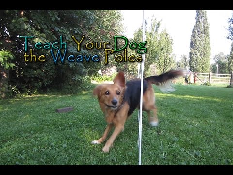 Teach Your Dog the Weave Poles! - In Four Steps! - Dog Agility