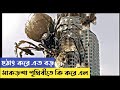 পৃথিবীর সবচেয়ে বড় মাকড়শা পৃথিবীতে