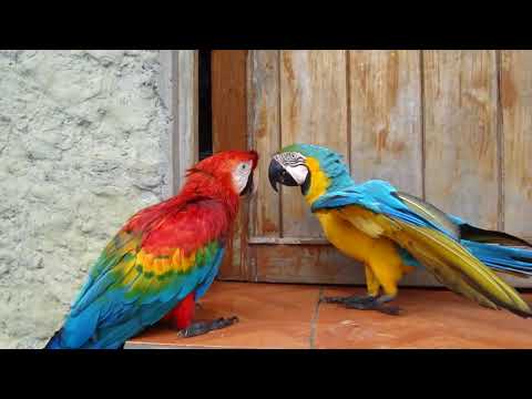 Papagei Ara in Brasilien Bahia