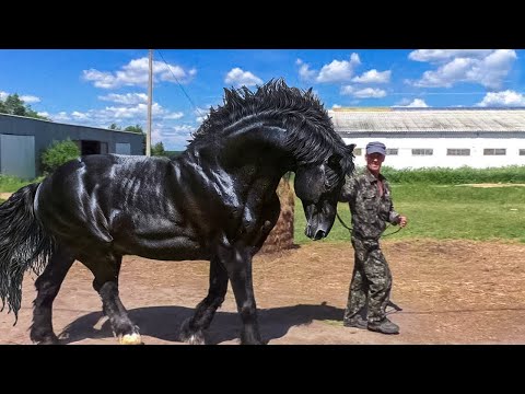 13 Maiores e Mais Poderosos Cavalos do Planeta