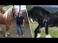 13 Maiores e Mais Poderosos Cavalos do Planeta