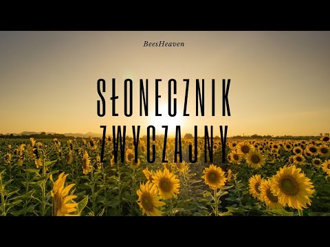 , title : 'Pożytki pszczele 2# - Słonecznik zwyczajny'