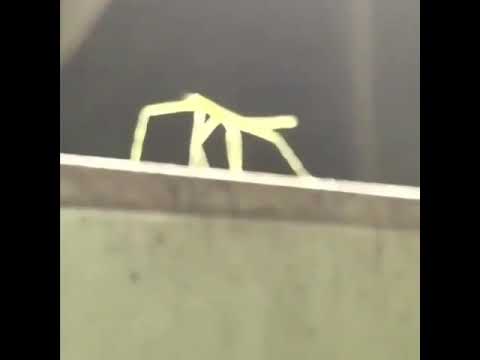 Stick Bug Song TRAP REMIX (Bee Swarm Simulator)