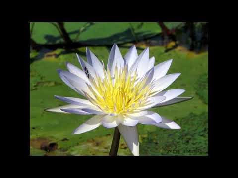 Jana Kavi - Onna Male