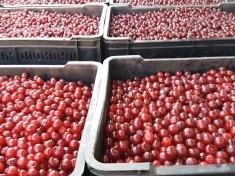 OTKUP RANOG VOĆA U SMEDEREVSKOM KRAJU