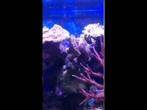Maxiums 200l Reef aquarium