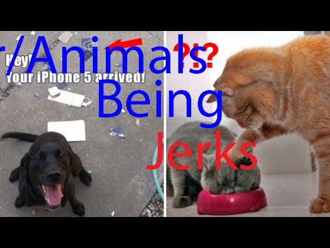 r/AnimalsBeingJerks
