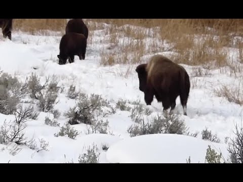 Top stories from today's Montana This Morning, 2-1-2022