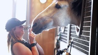 Stars of Cavalier's Odyssey go to a horse spa