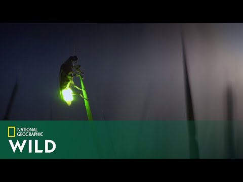 Ten niesamowity miłosny spektakl często kończy się tragicznie dla samców świetlika! [Dzika miłość]